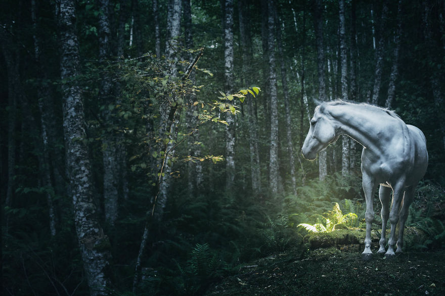 I-photograph-wild-horses-__880